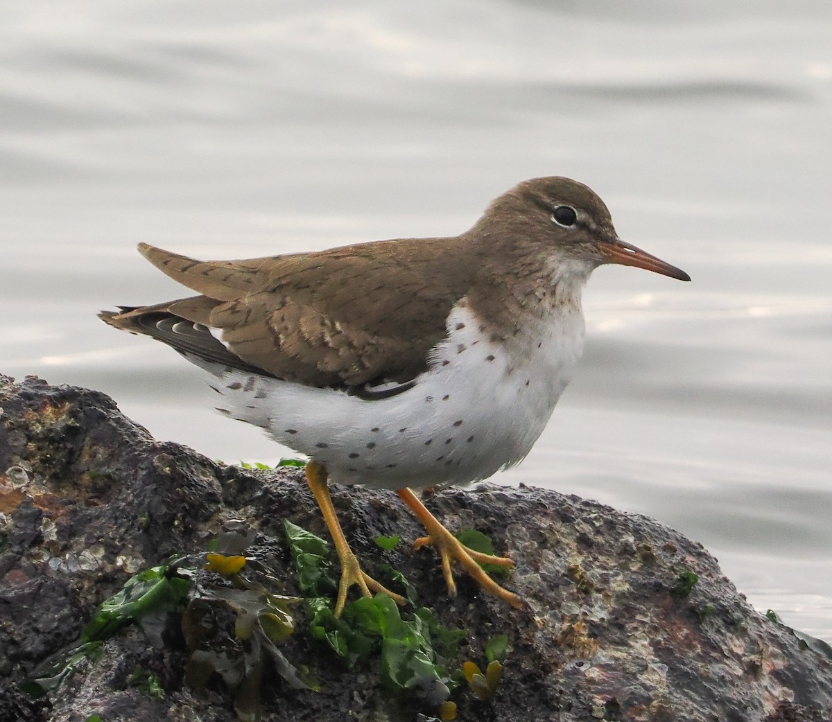 Drosseluferläufer - ML646740319