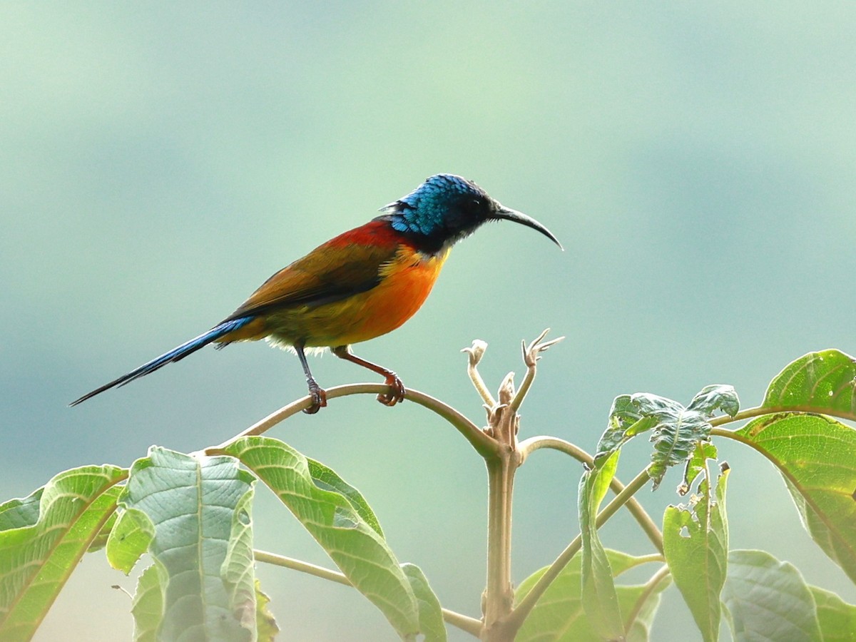 Suimanga Coliverde - ML646740320