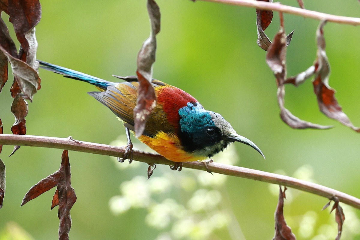 Suimanga Coliverde - ML646740321