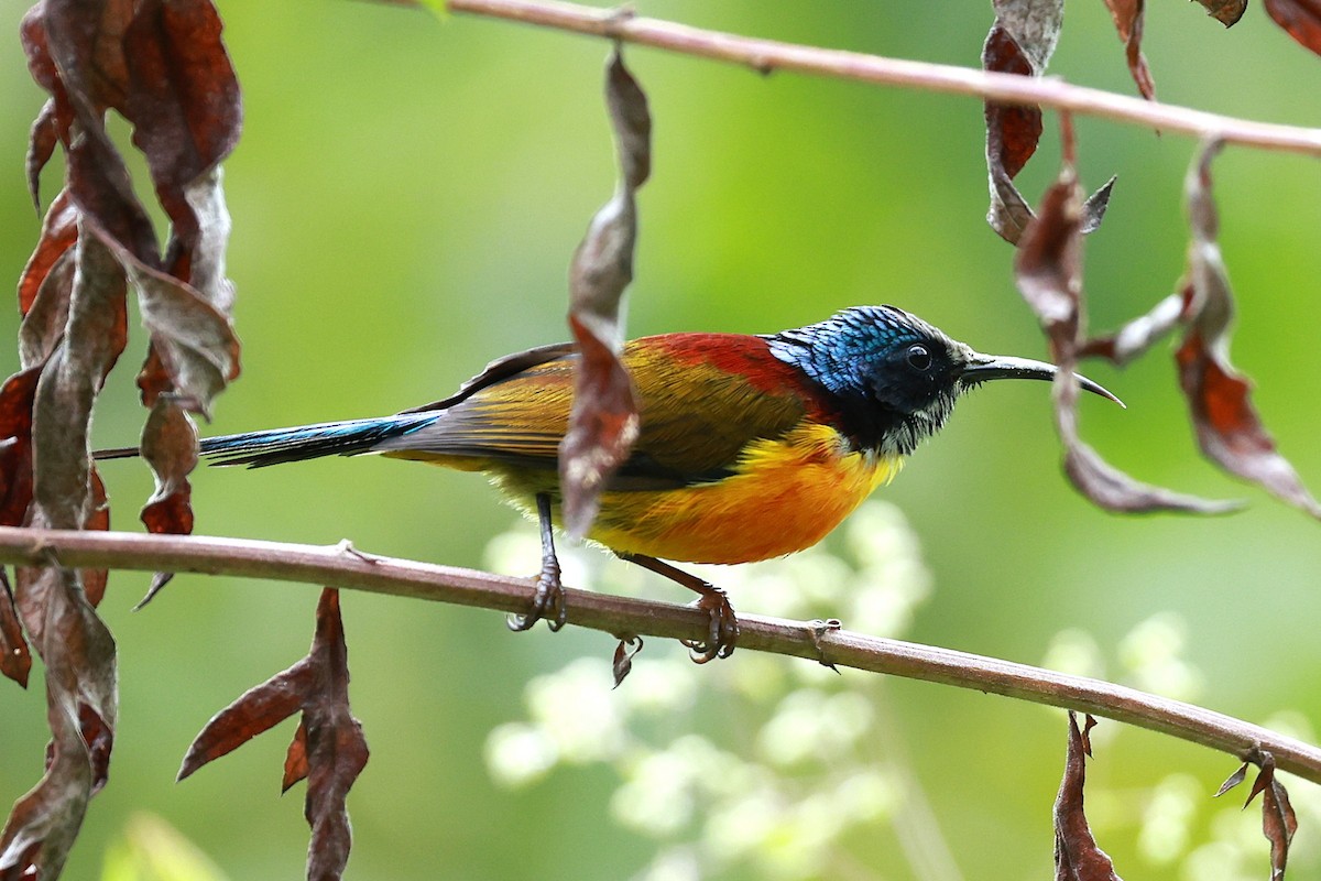 Suimanga Coliverde - ML646740322