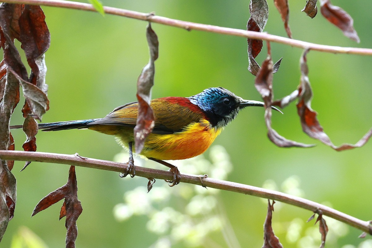 Suimanga Coliverde - ML646740323