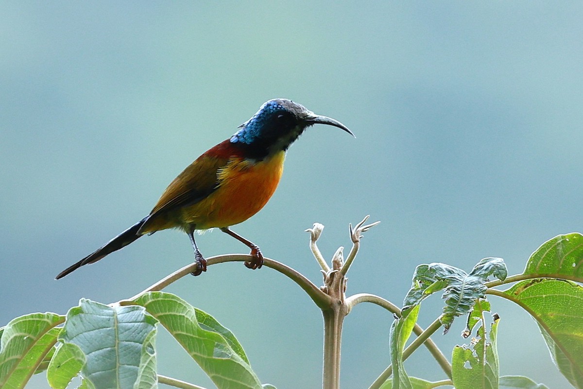 Suimanga Coliverde - ML646740324