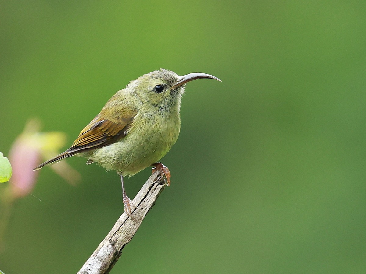 Suimanga Coliverde - ML646740325