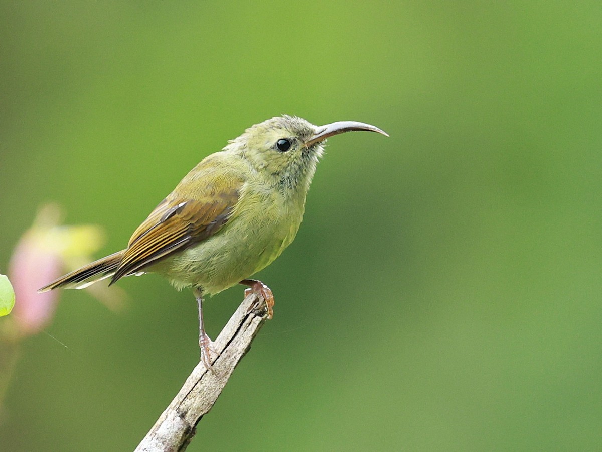 Suimanga Coliverde - ML646740326