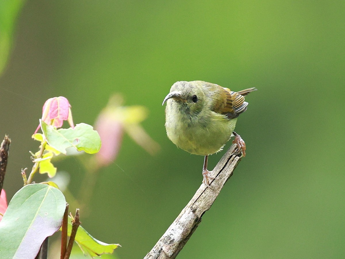 Suimanga Coliverde - ML646740327