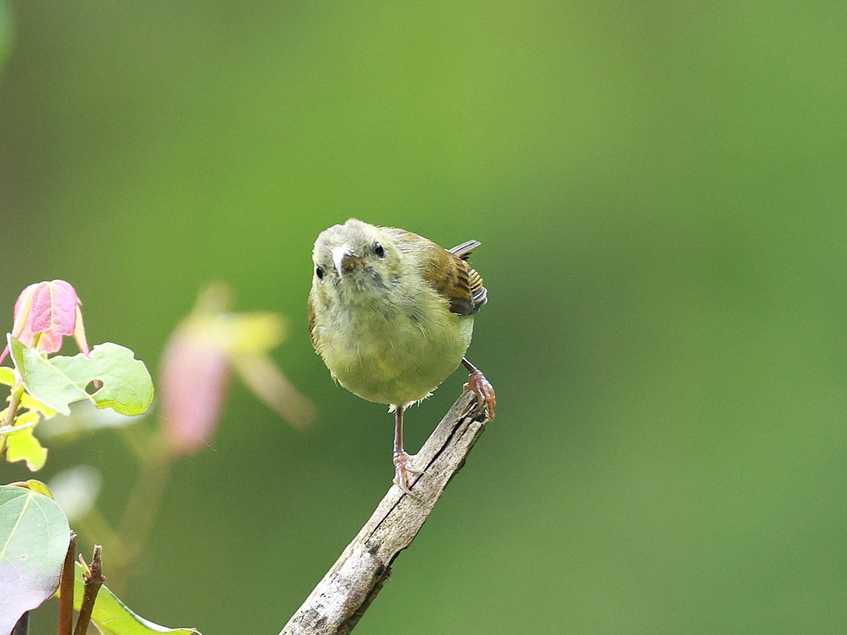 Suimanga Coliverde - ML646740328