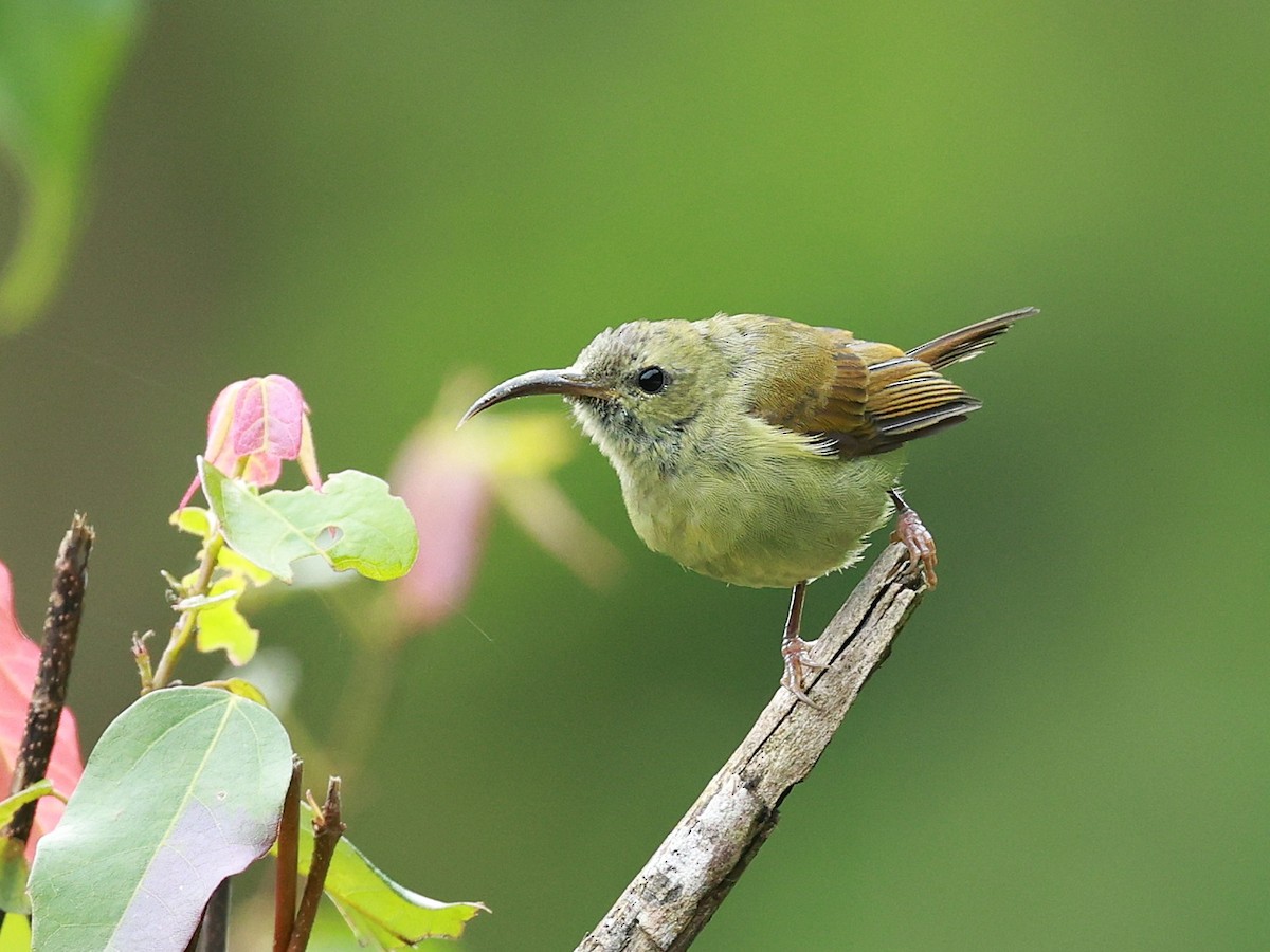 Suimanga Coliverde - ML646740329