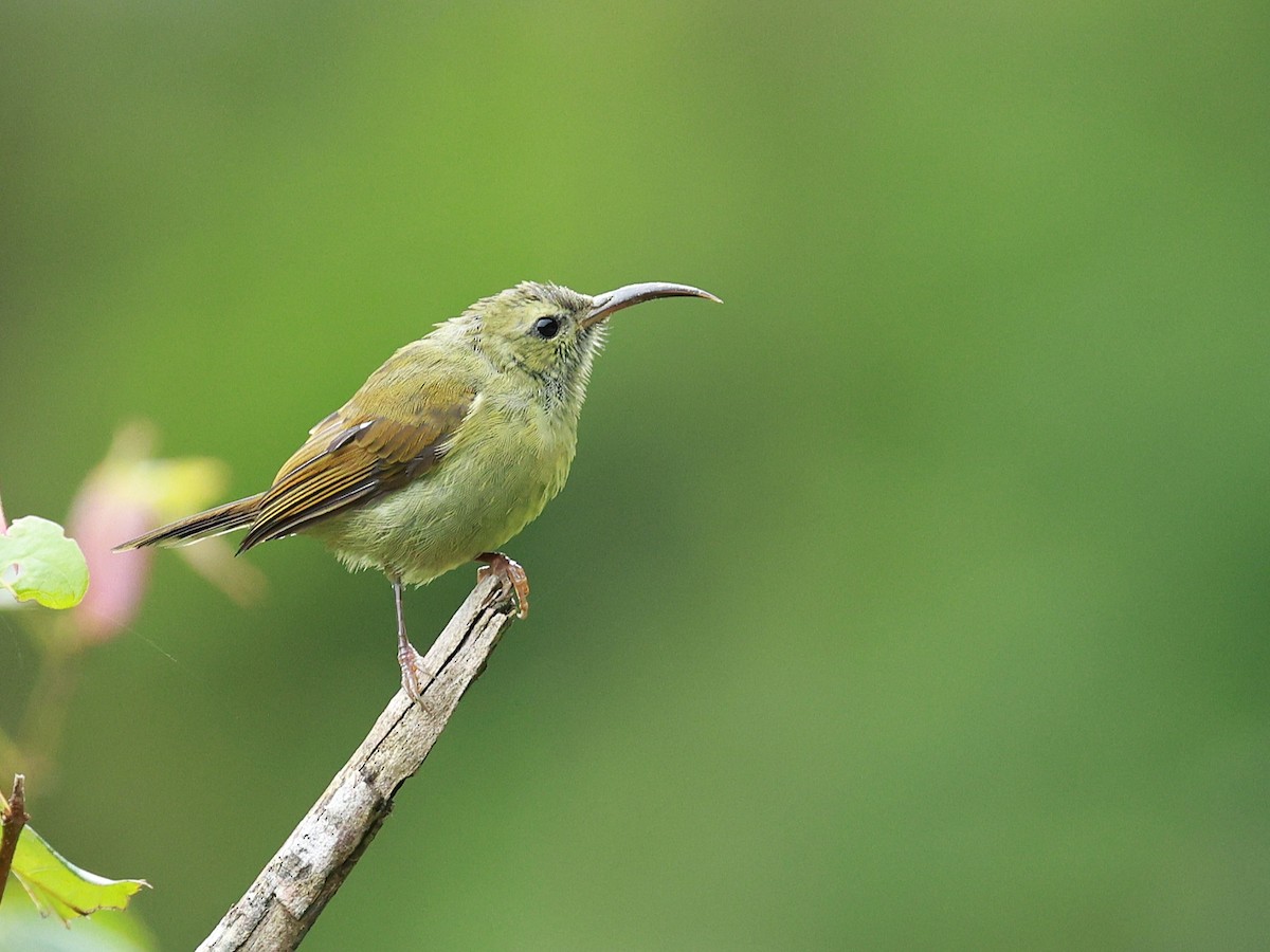 Suimanga Coliverde - ML646740330