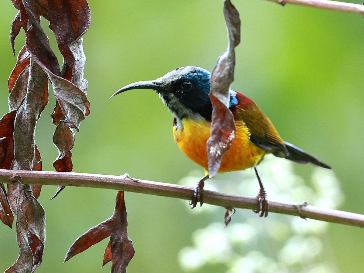 Suimanga Coliverde - ML646740331