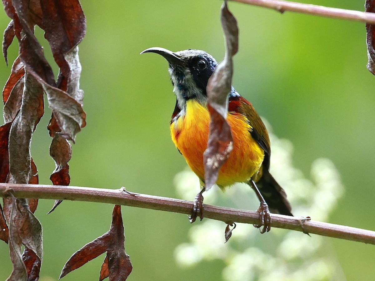 Suimanga Coliverde - ML646740332