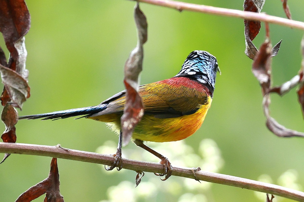 Suimanga Coliverde - ML646740333