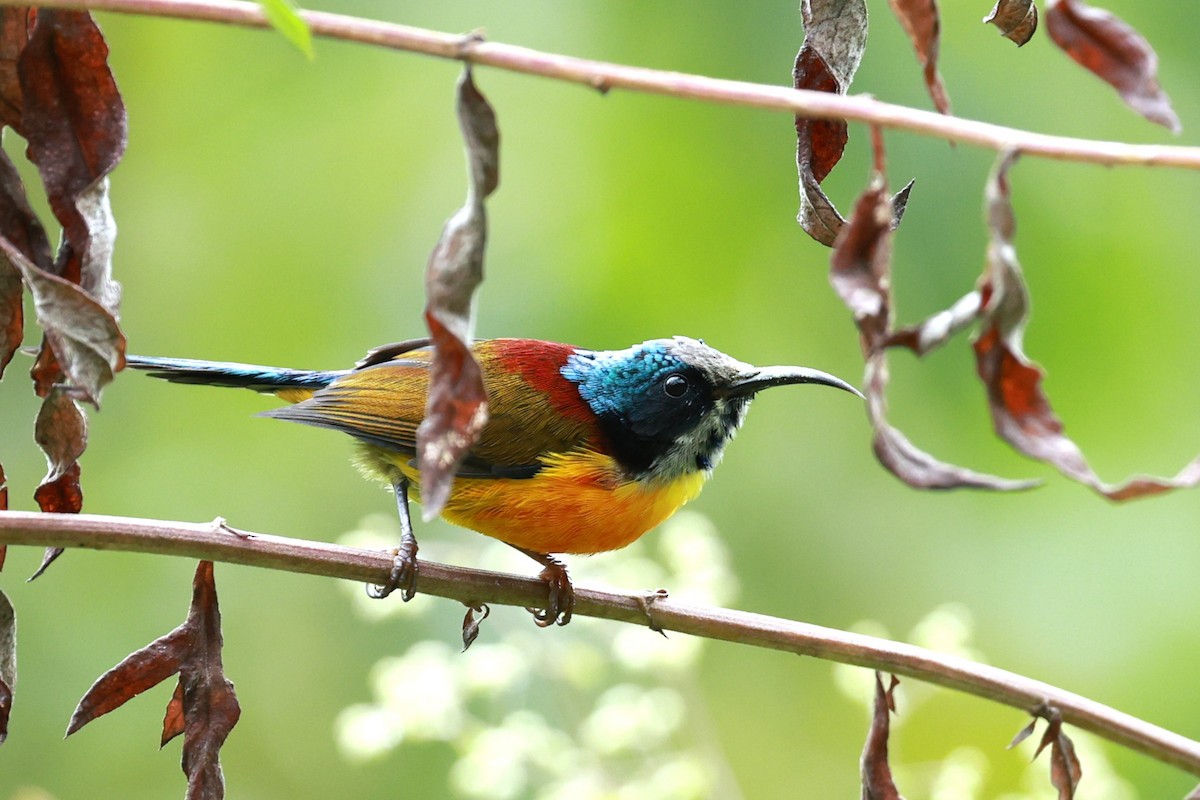 Suimanga Coliverde - ML646740334