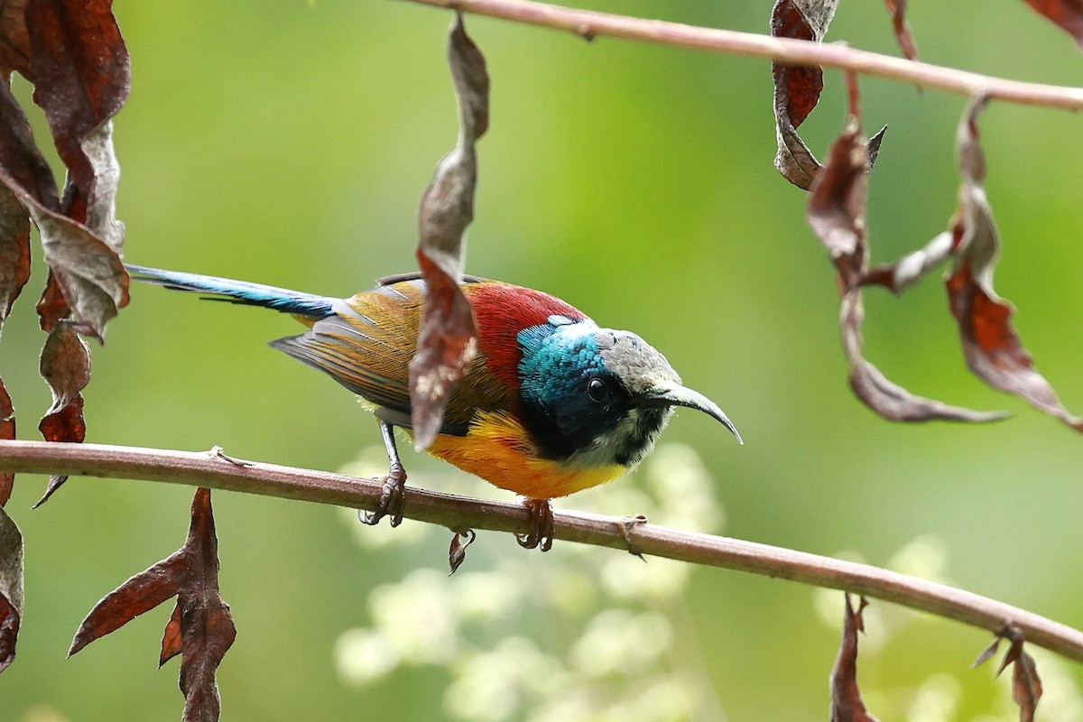 Suimanga Coliverde - ML646740335