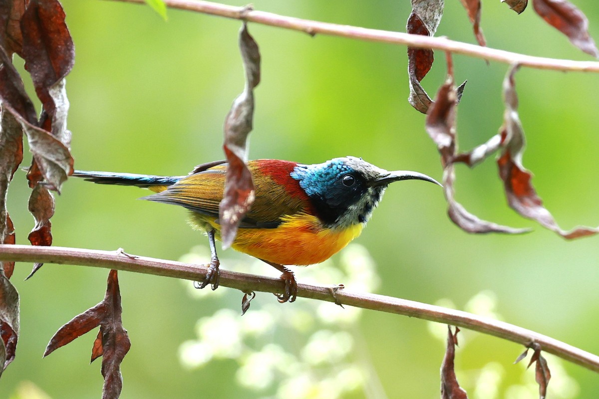 Suimanga Coliverde - ML646740336