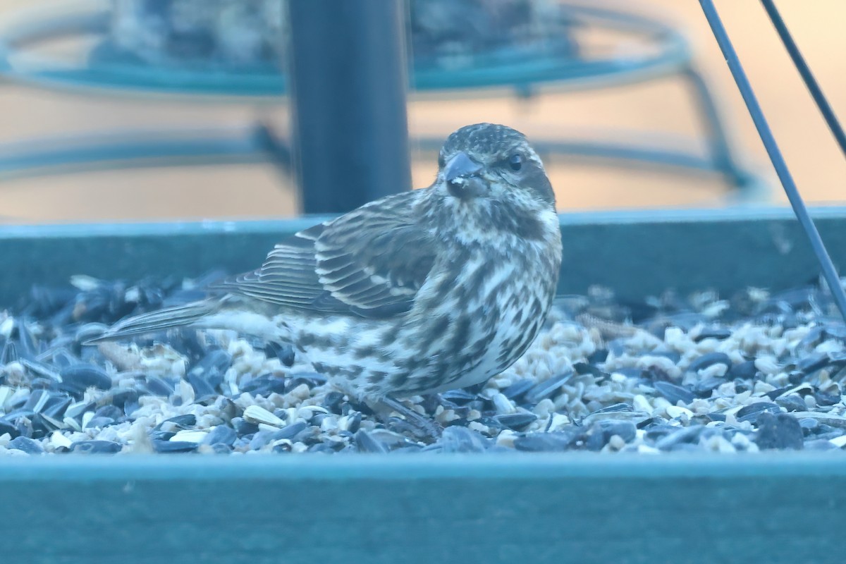 Purple Finch - ML646740338