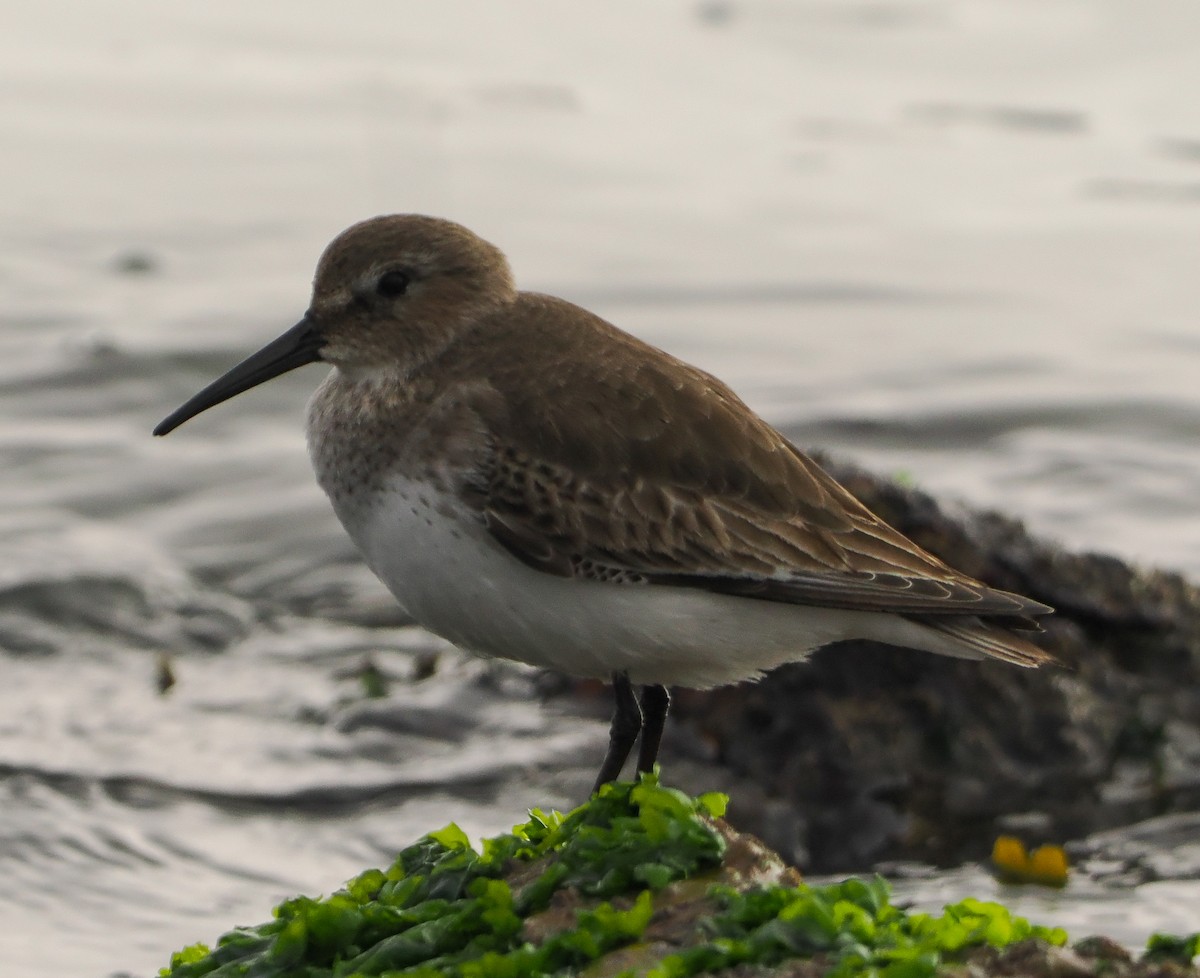 Alpenstrandläufer - ML646740340