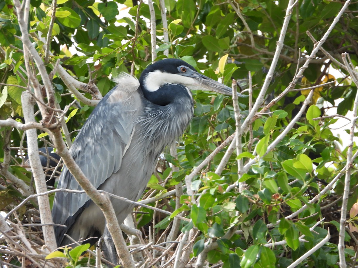 Héron mélanocéphale - ML646740345