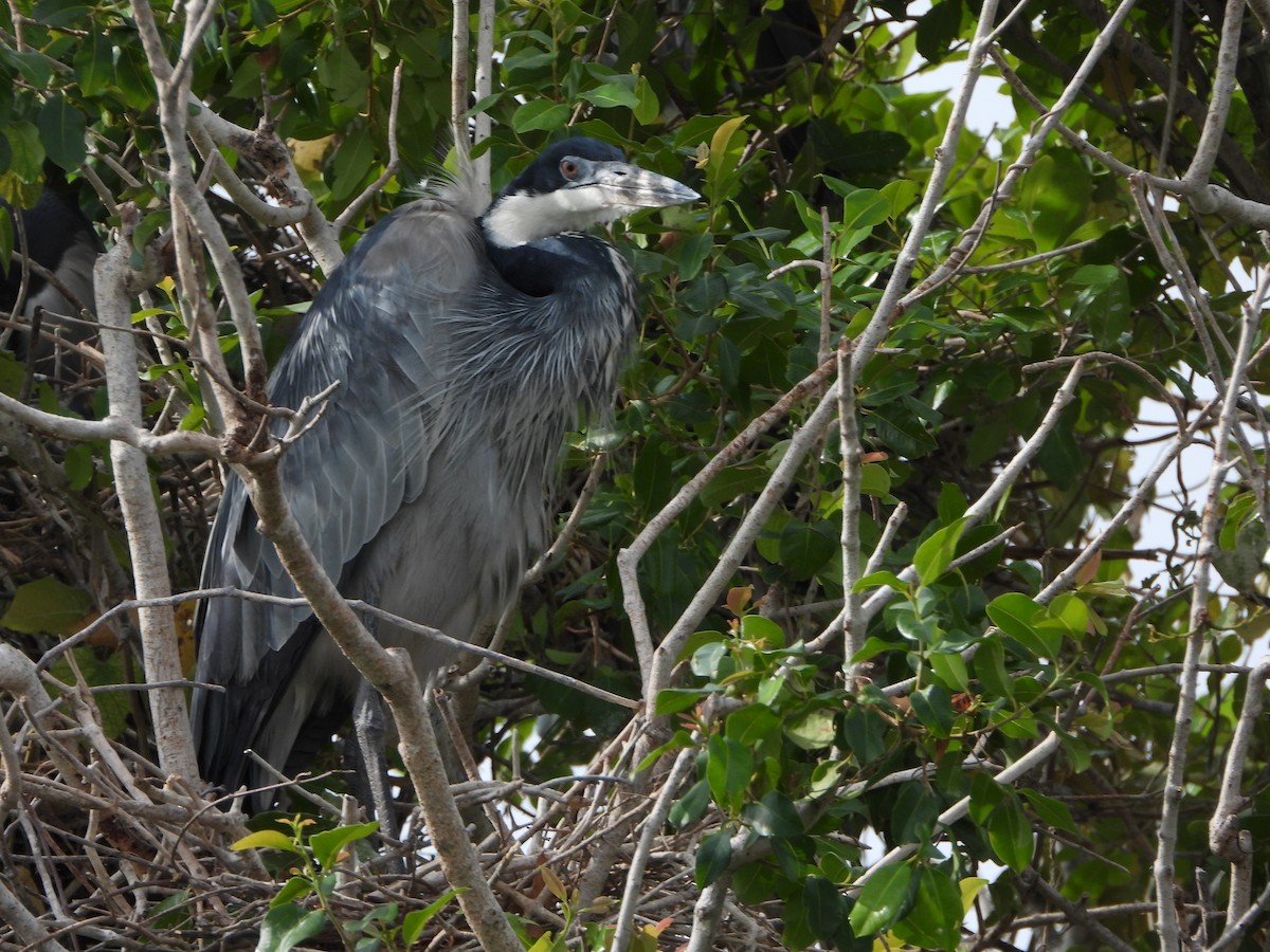 Héron mélanocéphale - ML646740346