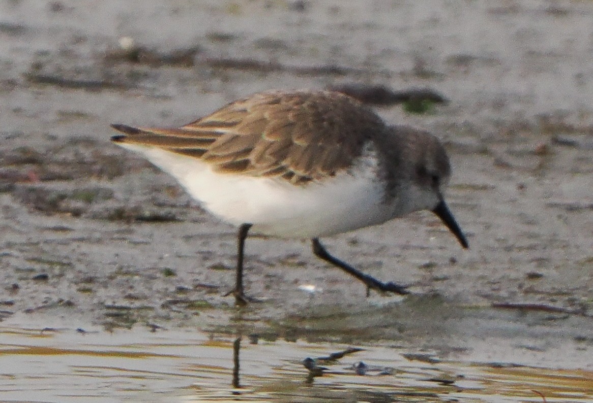 Bergstrandläufer - ML646740347