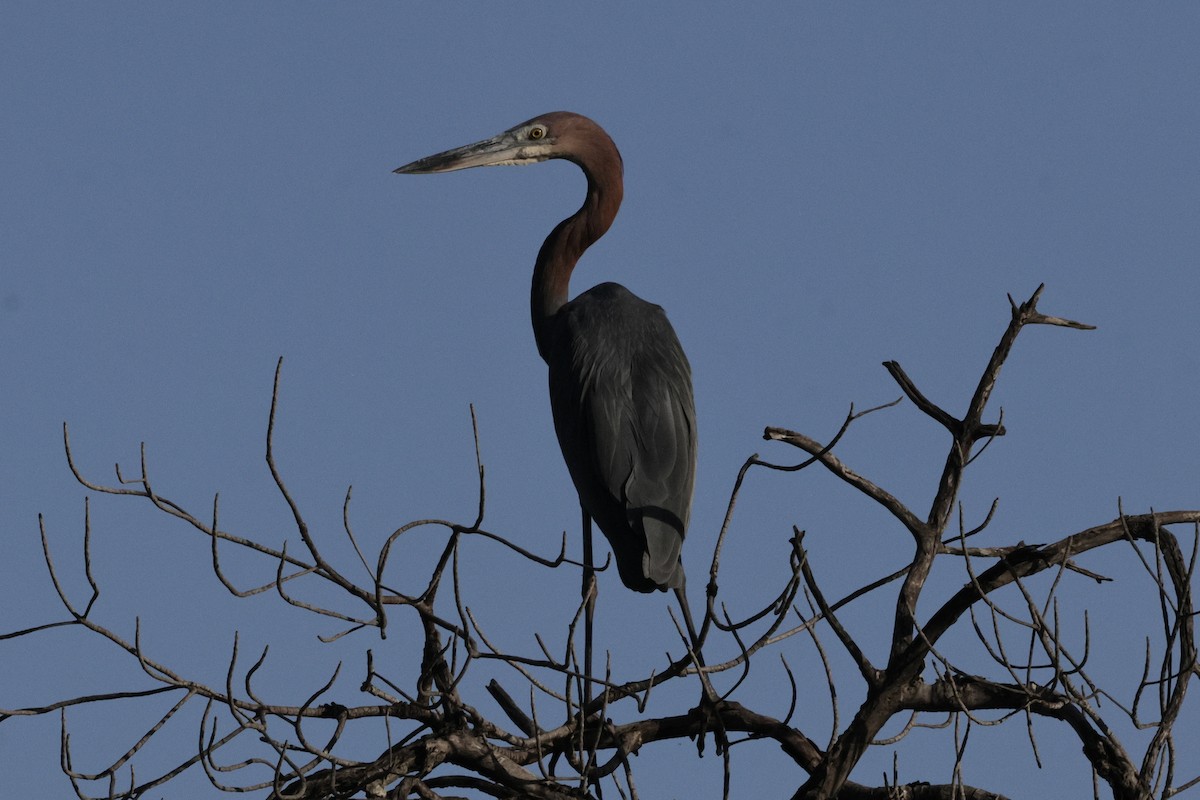 Garza Goliat - ML646740348