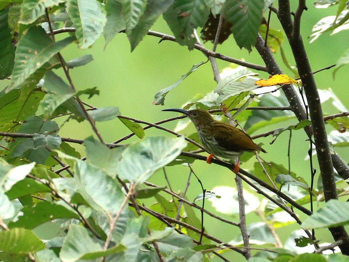 Arañero Estriado - ML646740350