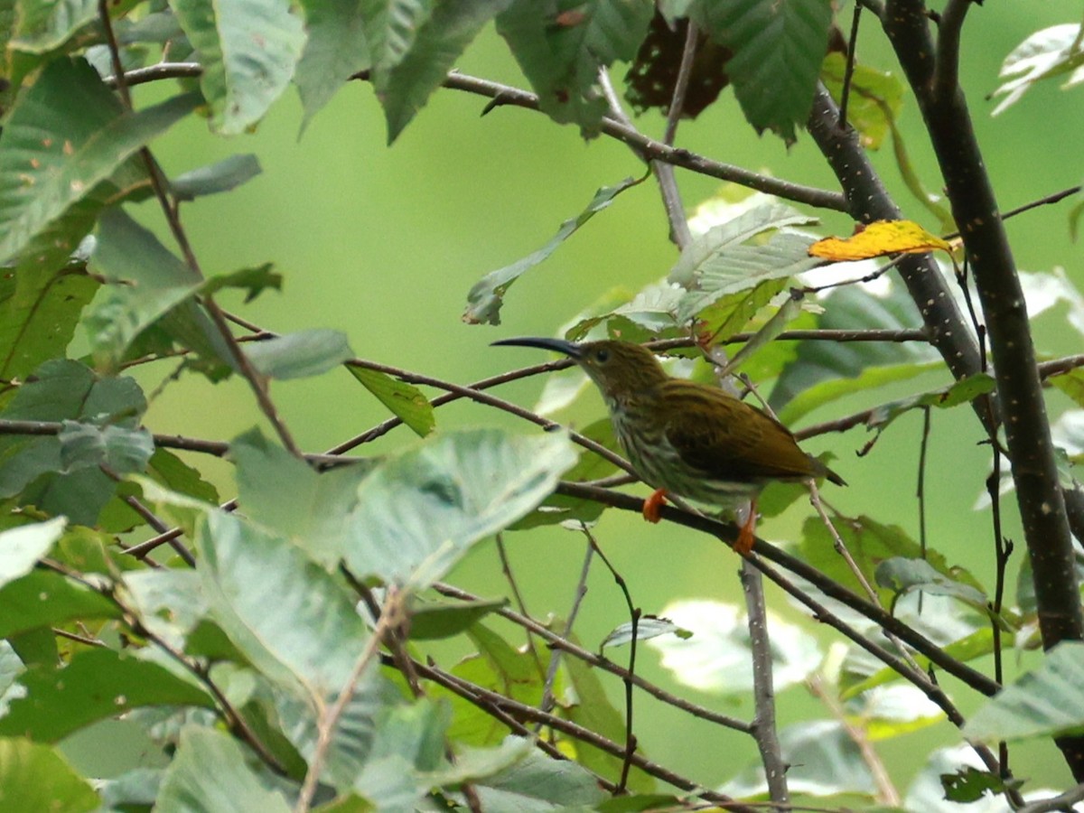 Arañero Estriado - ML646740351