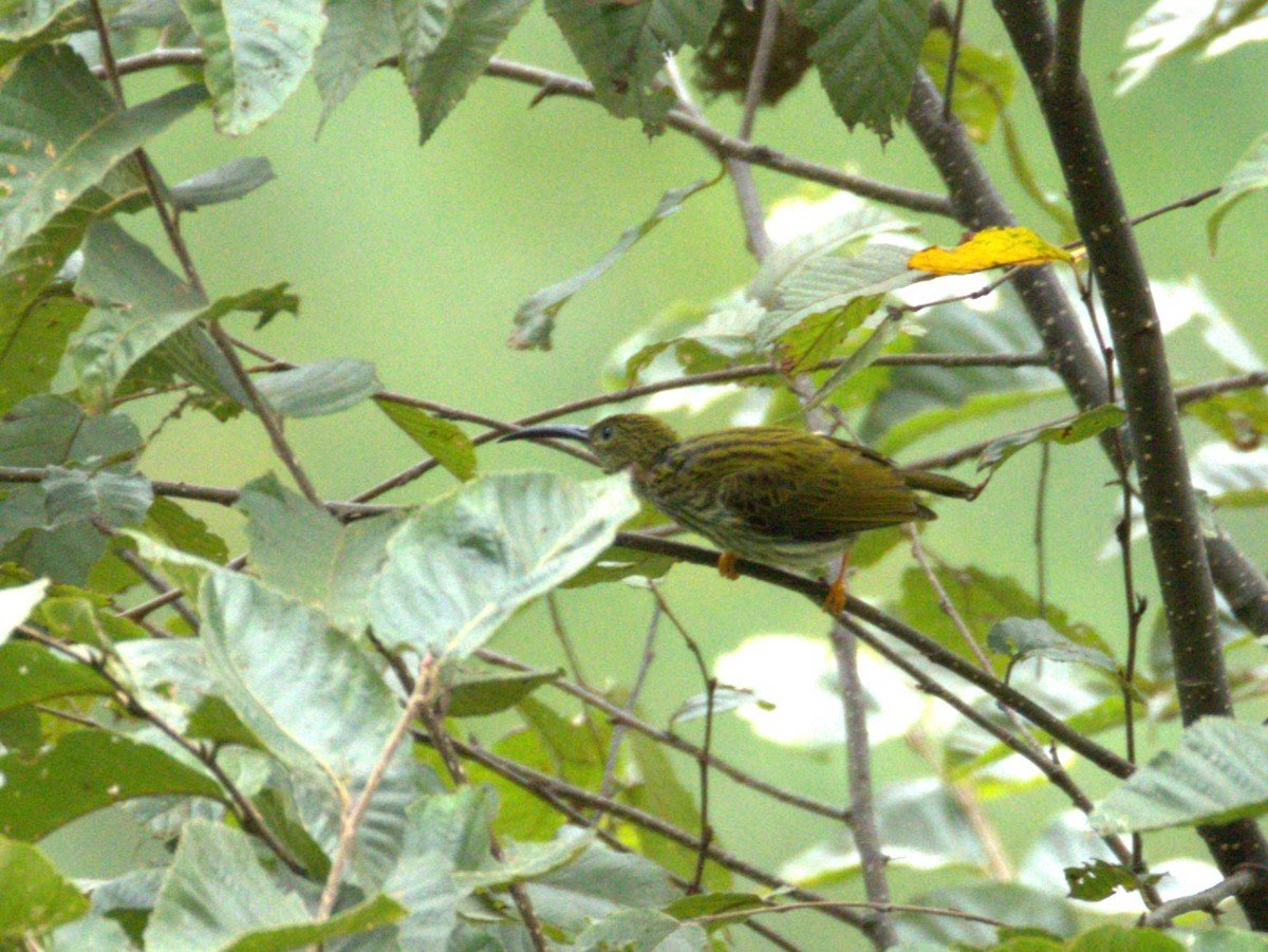 Arañero Estriado - ML646740352