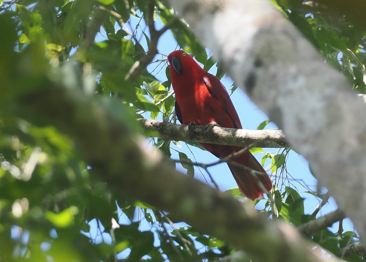 Sumba Eclectus - ML646740354