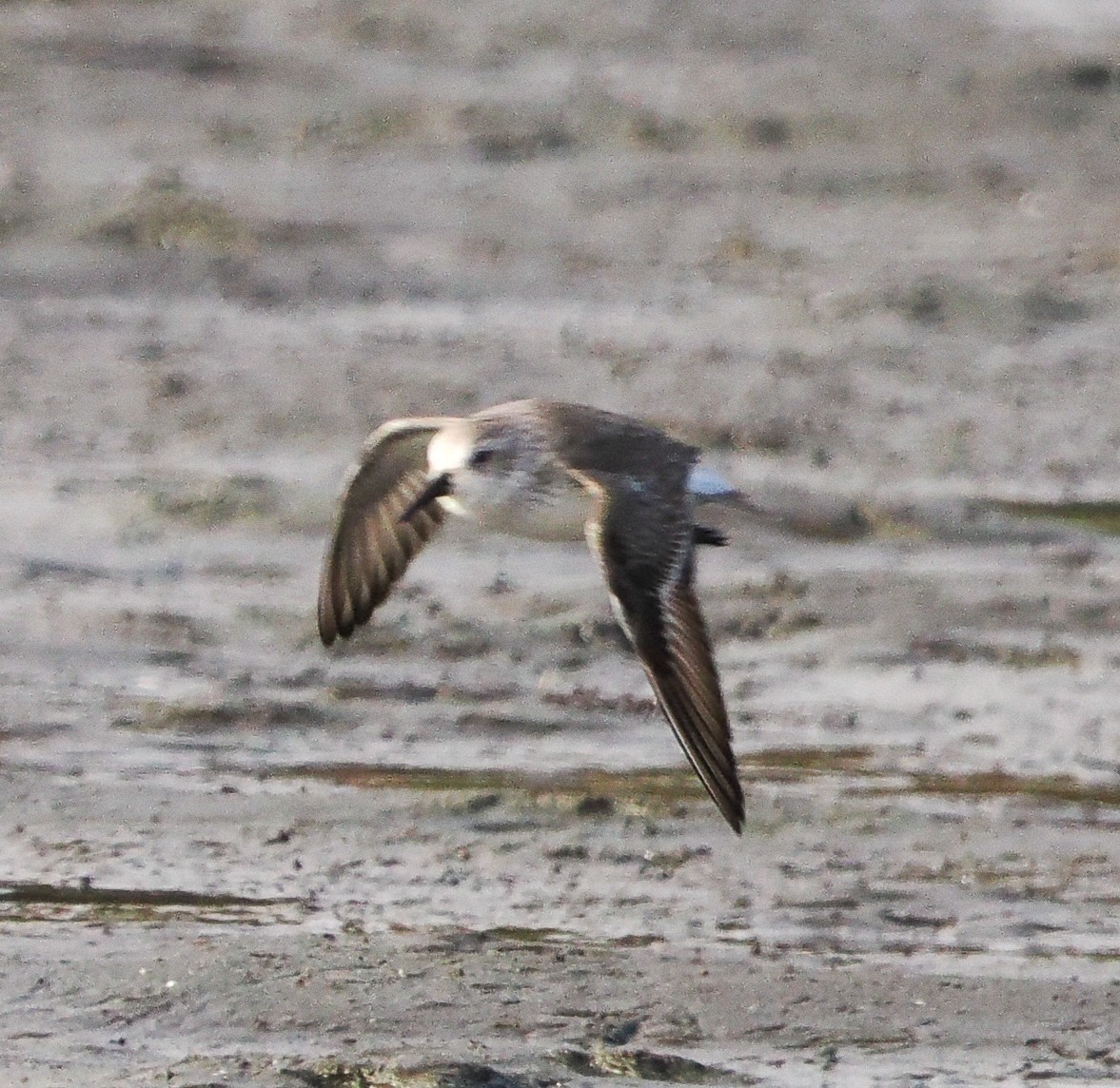 Bergstrandläufer - ML646740355