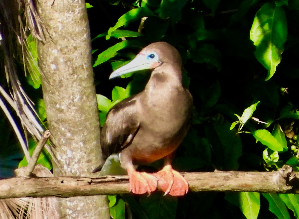 Red-footed Booby - ML646740356