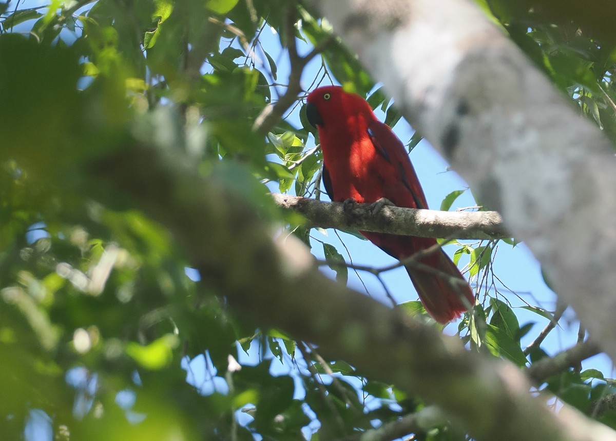 Sumba Eclectus - ML646740357