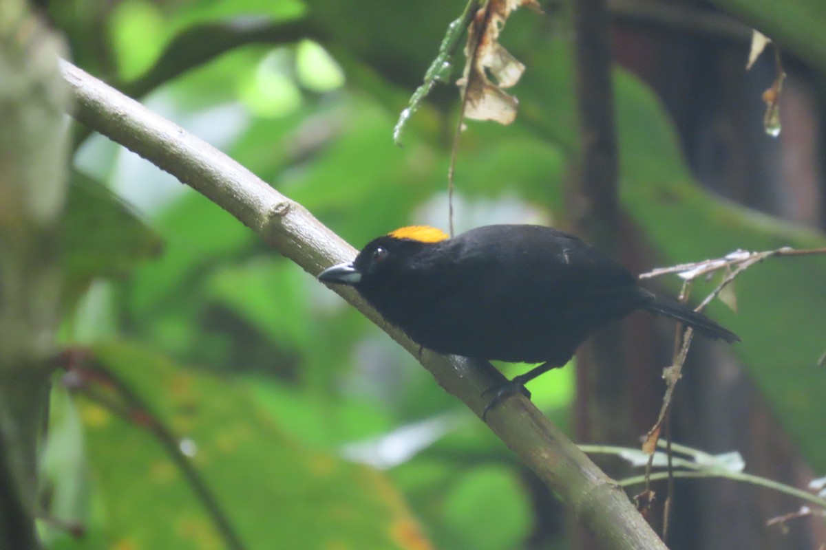 gyllenissetanagar - ML646740359