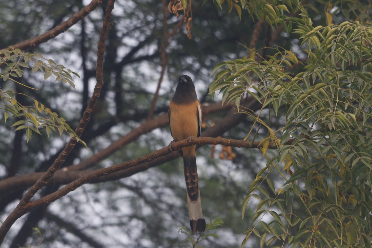 okerskjære - ML646740360