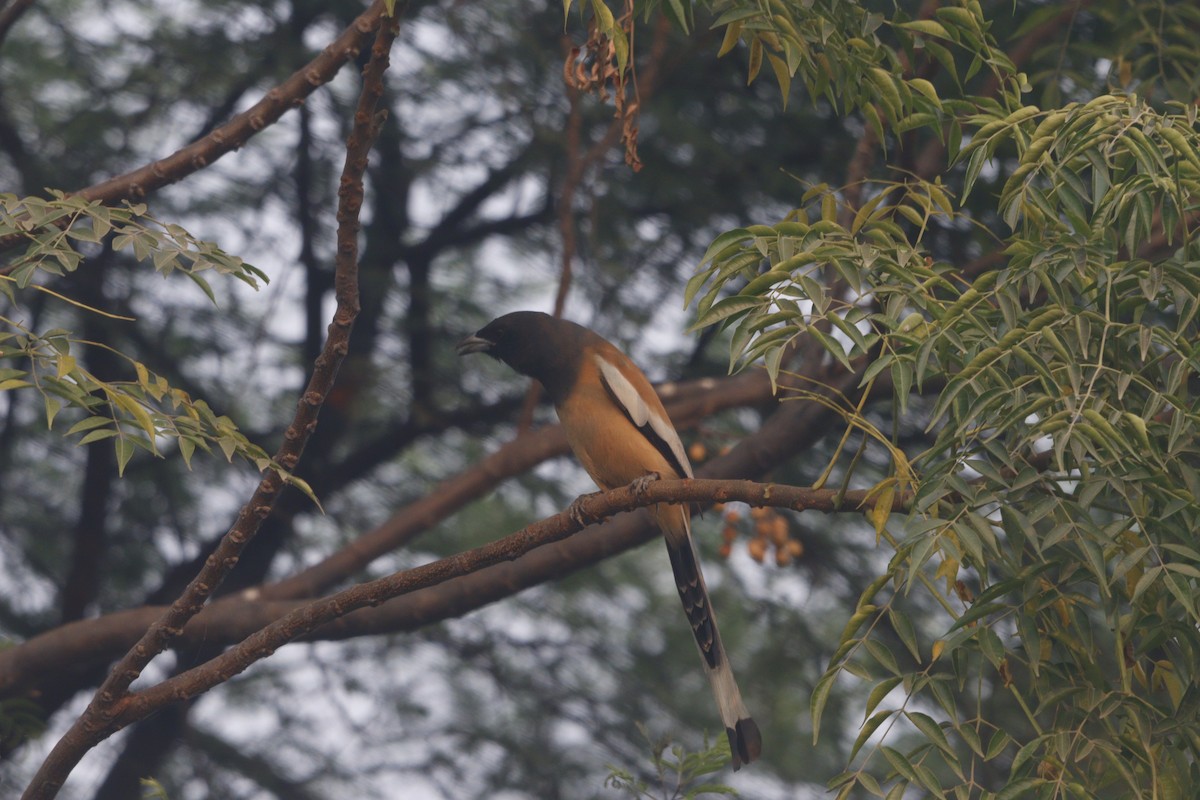 okerskjære - ML646740362