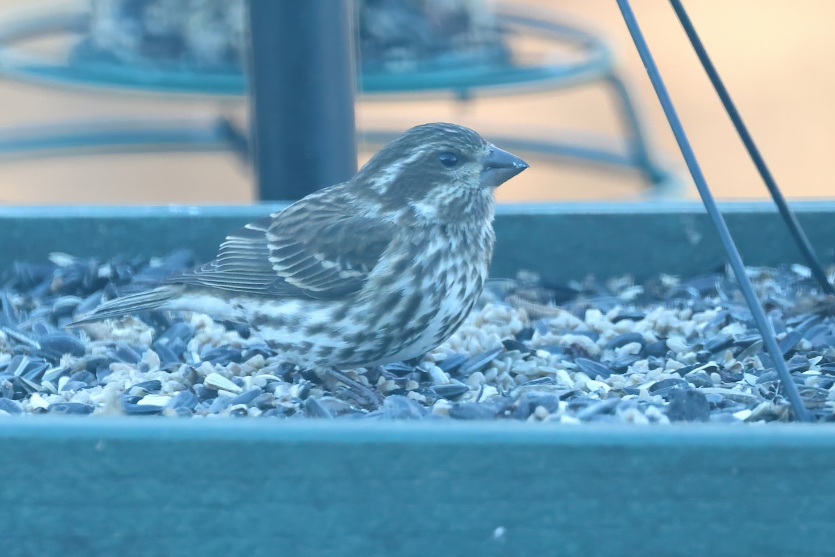 Purple Finch - ML646740363