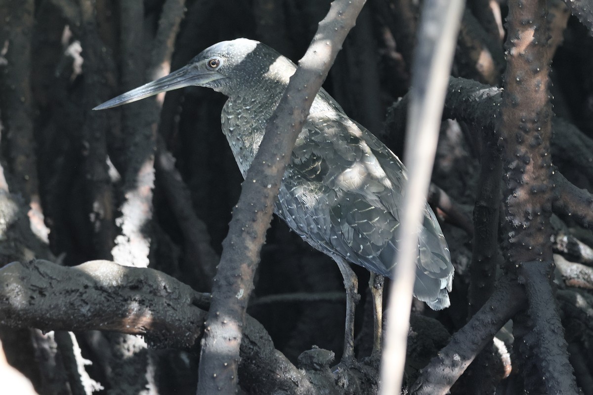 dusktigerhegre - ML646740364