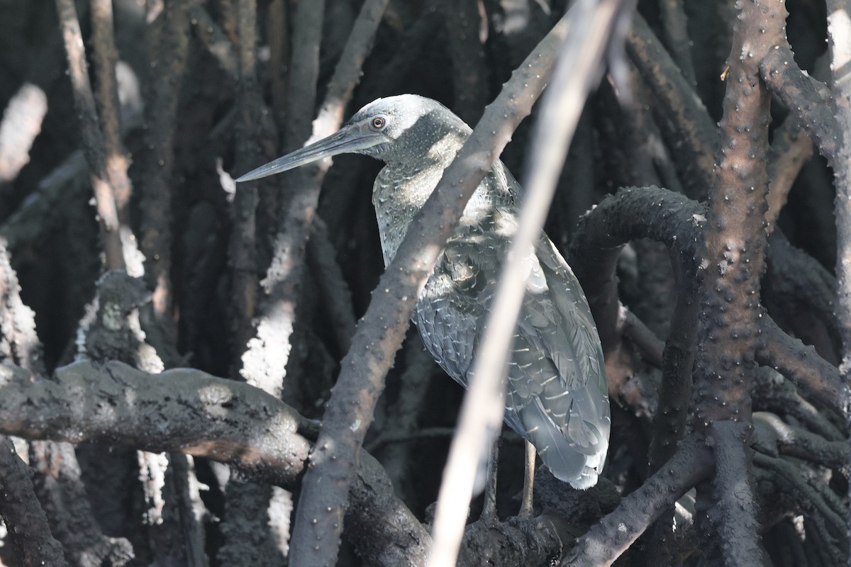 Weißschopfreiher - ML646740365