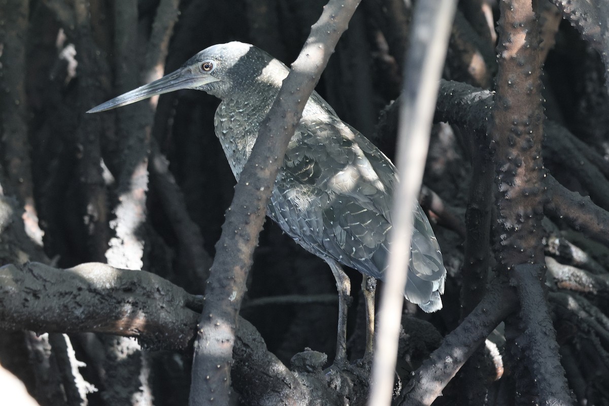 dusktigerhegre - ML646740366