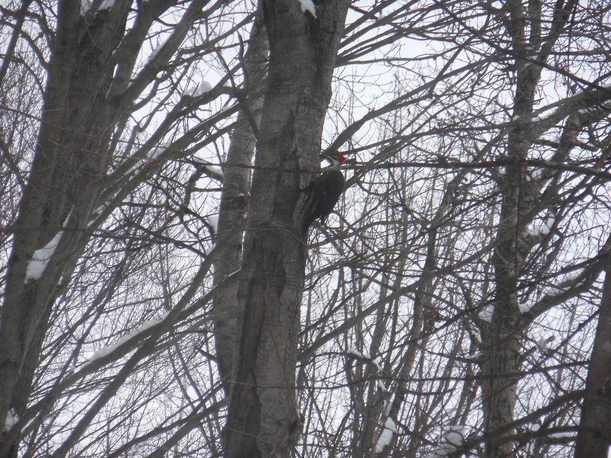 Pileated Woodpecker - ML646740367