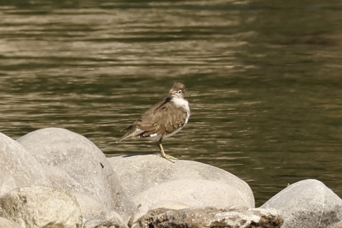 Common Sandpiper - ML646740368