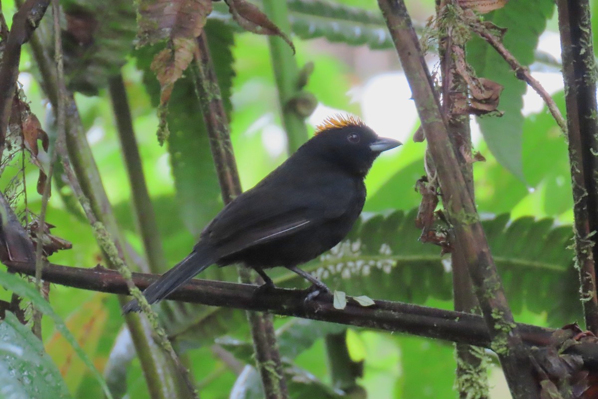 gyllenissetanagar - ML646740369