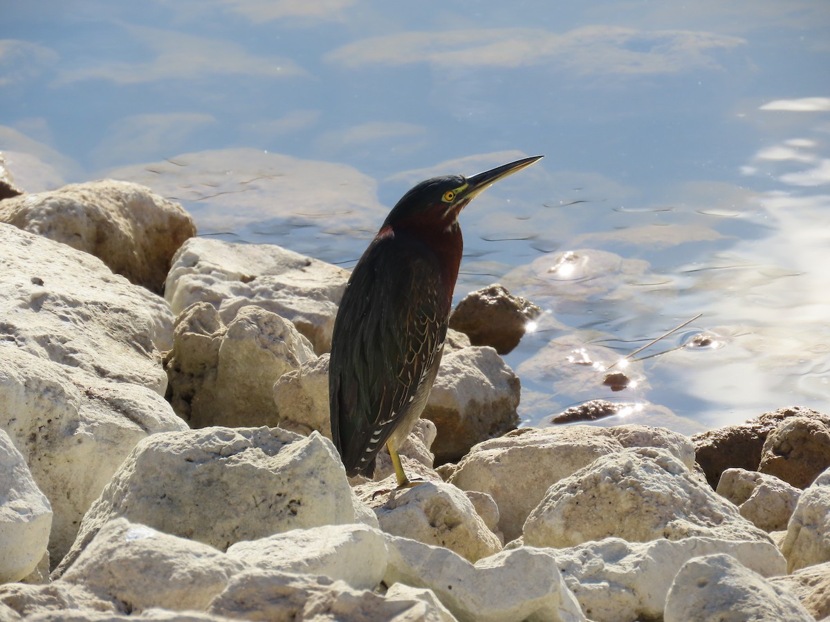 Airone verde - ML646740370