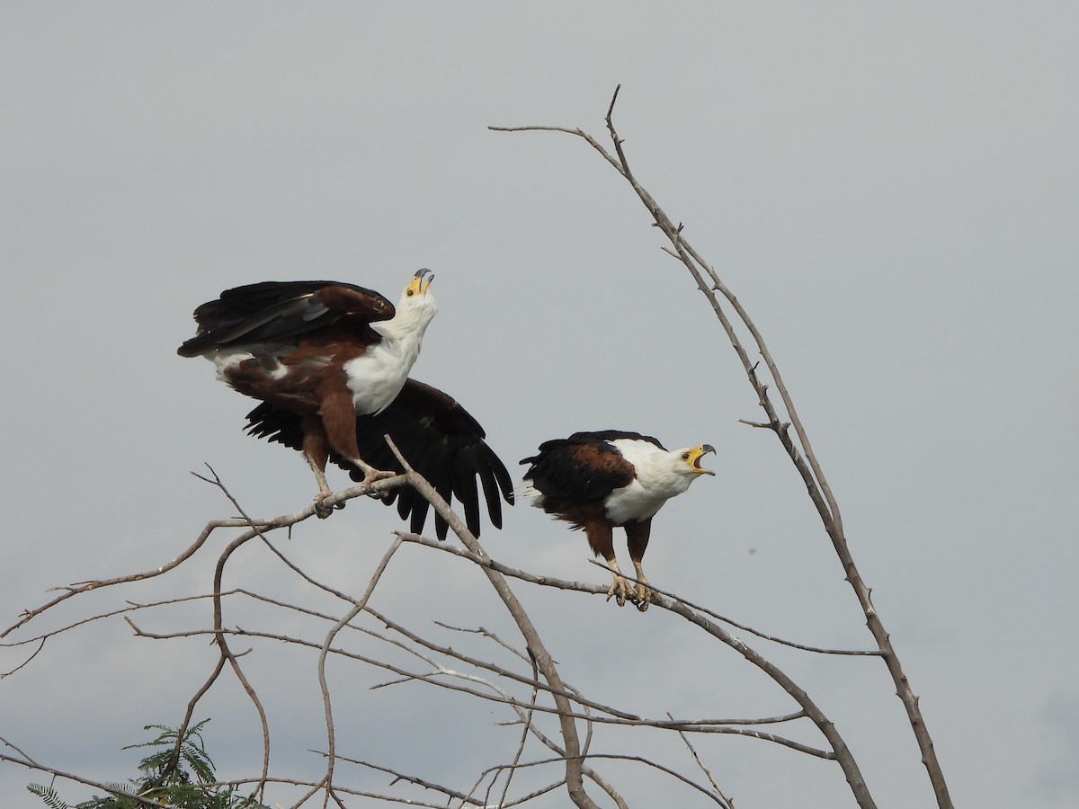 African Fish-Eagle - ML646740372
