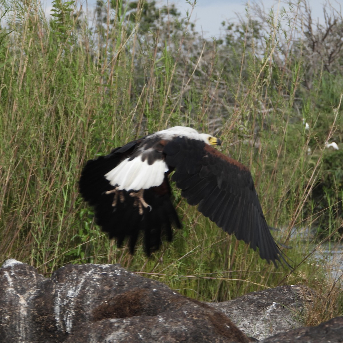 African Fish-Eagle - ML646740373