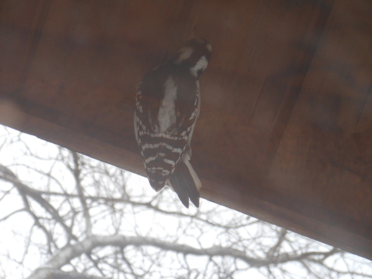 Hairy Woodpecker - ML646740374