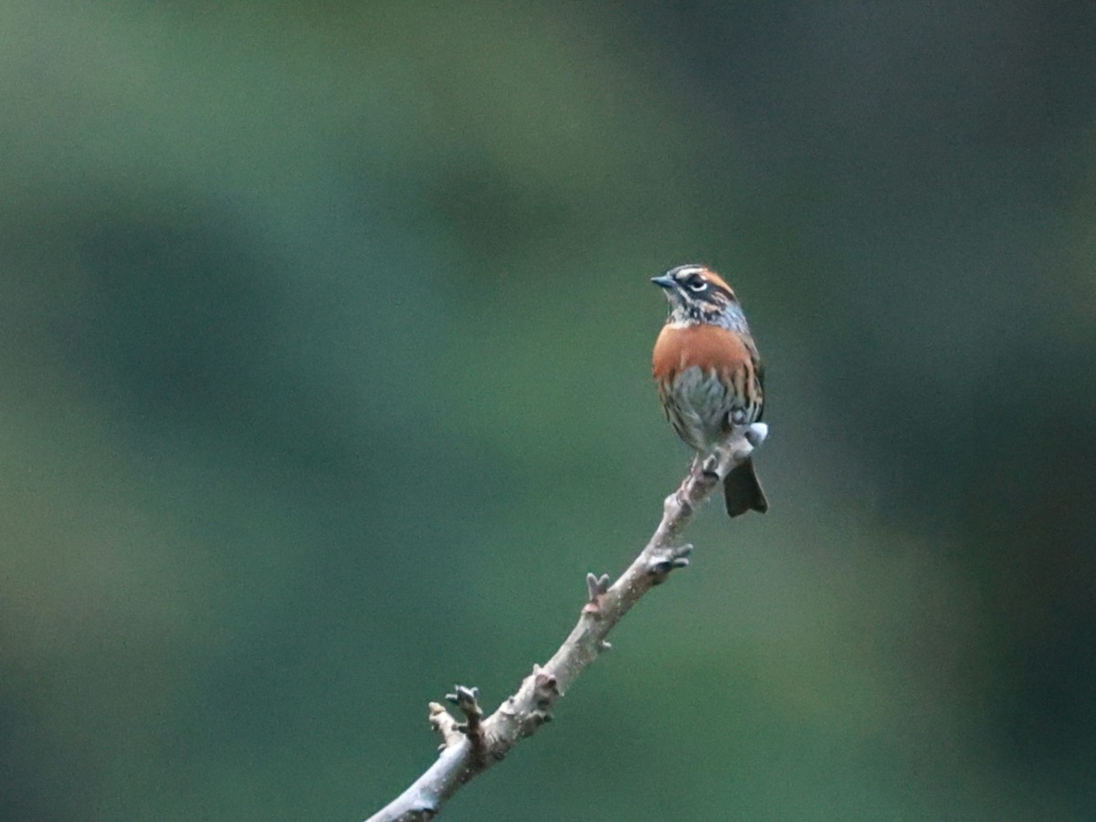 Acentor Pechirrufo - ML646740375