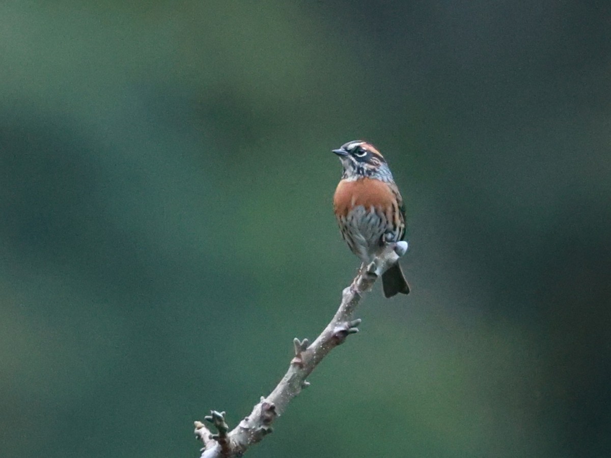 Acentor Pechirrufo - ML646740376