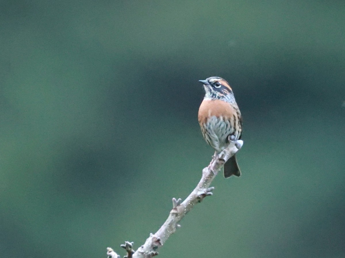 Acentor Pechirrufo - ML646740377