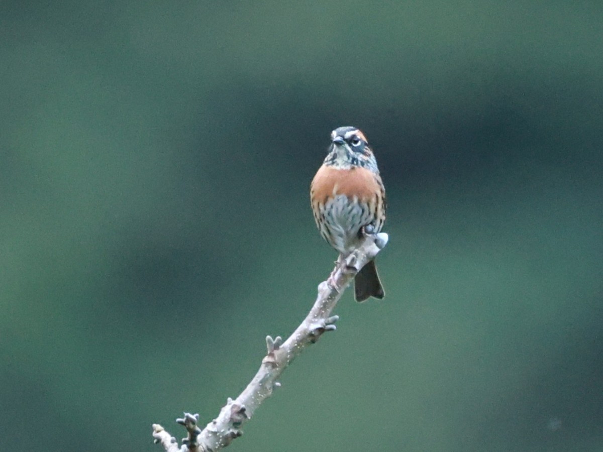 Acentor Pechirrufo - ML646740378