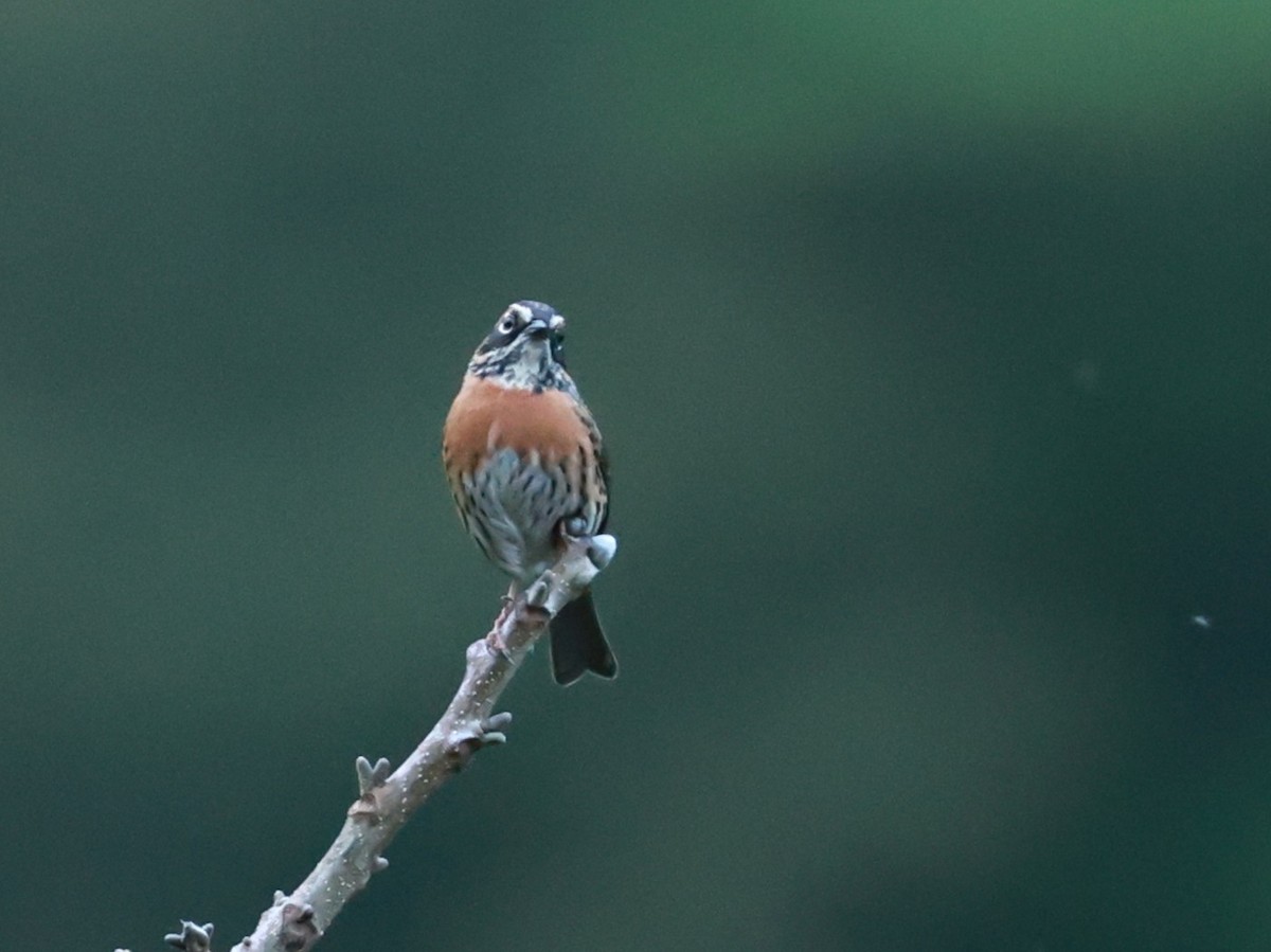 Acentor Pechirrufo - ML646740379